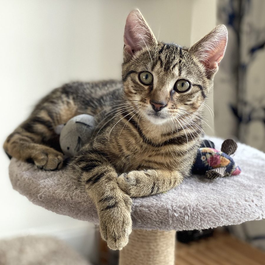 Cat Tunnel Toy