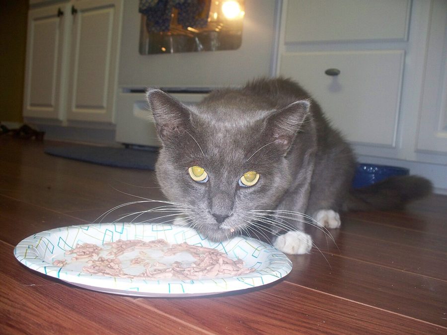 Salmon Cat Treats 100g